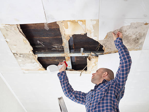 Best Basement Mold Removal  in Denton, MD